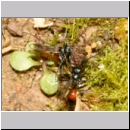 Priocnemis sp - Wegwespe 12c 8mm zwei Weibchen streiten um die Wolfsspinne - Trochosa sp.jpg